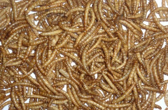 Bulk Dried mealworm supplier in Switzerland